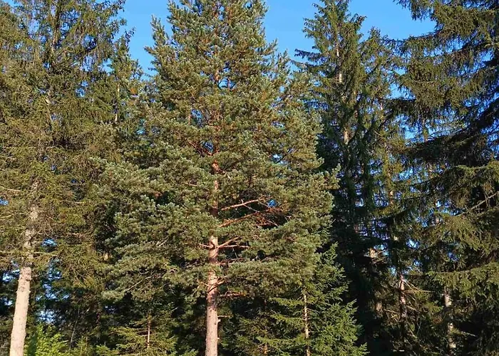 Chechar Zlatar ヴィラ *